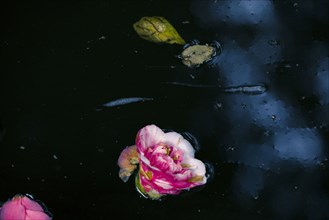 Flowers and leaves floating on still pond