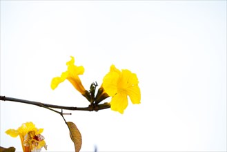 Low angle view of flower growing on branch