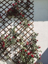 Roses growing on building trellis