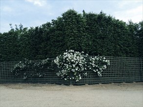 Bushes and flowers growing along fence