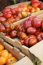 Crates of varieties of fresh tomatoes