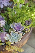 Close up of succulent plants in planter