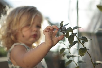 Close up of girl picking blueberries
