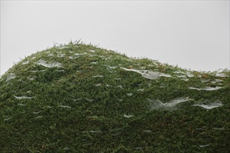 Close up of spider webs on moss