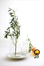 Rosemary sprigs in jars