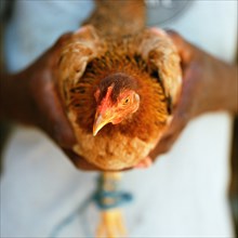 Close up of hands holding chicken