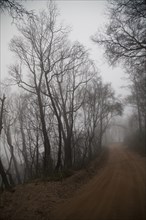 Bare trees over misty dirt path