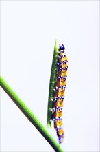 Caterpillar crawling on plant