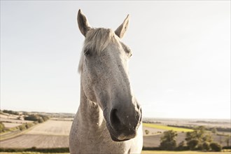 Close up of face of horse in rural field