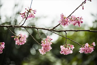 Close up of pink flowers blooming on tree branch