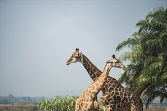 Giraffes standing near palm trees under blue sky