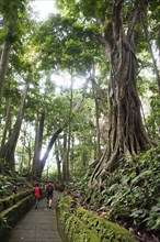 Tourists walking on paved jungle path