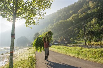 Man carrying plants for sale on rural road
