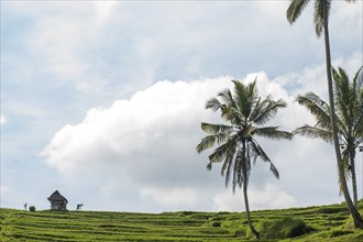 Palm trees and rural rice terrace under cloudy sky
