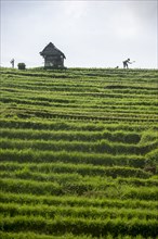 Silhouette of farmer working in rural rice terrace