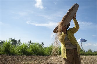 Farmer harvesting rice in rural field