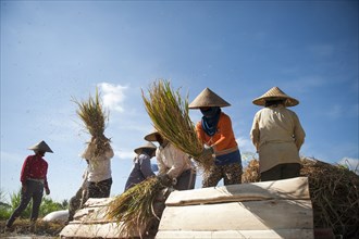 Farmers harvesting rice in rural field
