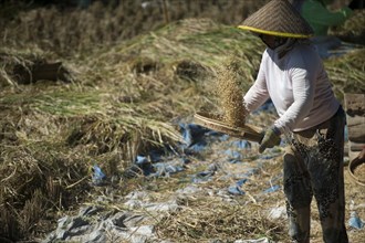 Farmer harvesting rice in rural field