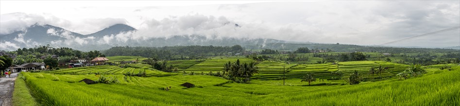 Panoramic view of rural rice paddies