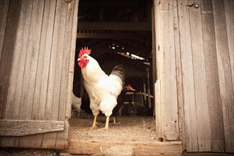 Chicken standing at door of coop