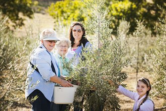 Family picking olives in grove