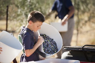 Caucasian boy working in olive grove