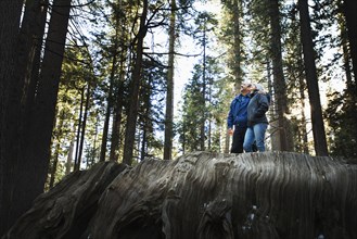 Hispanic couple standing on enormous stump in forest
