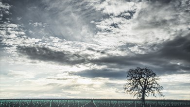 Clouds over crop field and tree