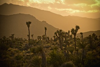 Cactus in desert landscape at sunset