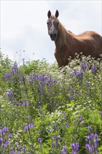 Horse standing in field of tall flowers