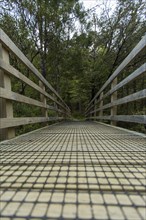Wooden walkway in rural forest