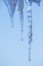Close up of melting icicles