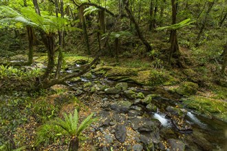 Rocky creek in remote forest