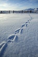 Footprints in snowy farm field