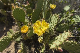 Yellow flower on cactus
