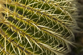Close up of cactus needles
