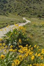 Yellow flowers and dirt path in rolling landscape