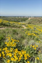 Yellow flowers and dirt path in rolling landscape near city