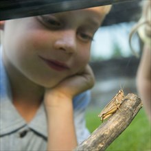 Caucasian boy examining grasshopper