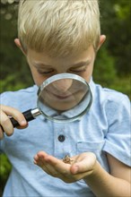 Caucasian boy examining grasshopper with magnifying glass