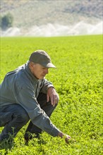 Crouching Caucasian farmer checking crop in field