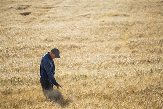 Caucasian farmer standing in field checking crop