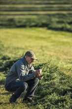 Caucasian farmer crouching in field checking crop