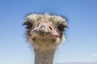 Portrait of ostrich