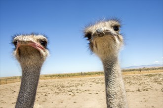 Portrait of ostriches