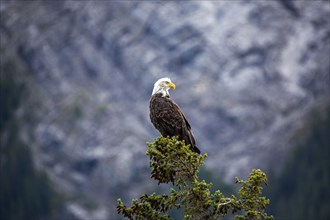 Bald eagle standing on tree branch