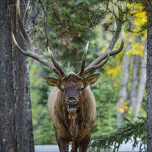 Portrait of elk near road