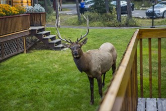 Elk standing near porch