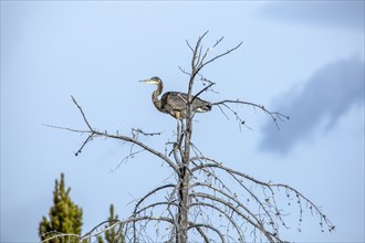 Heron standing on tree branch