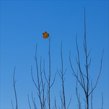 Autumn leaf on branch against blue sky
